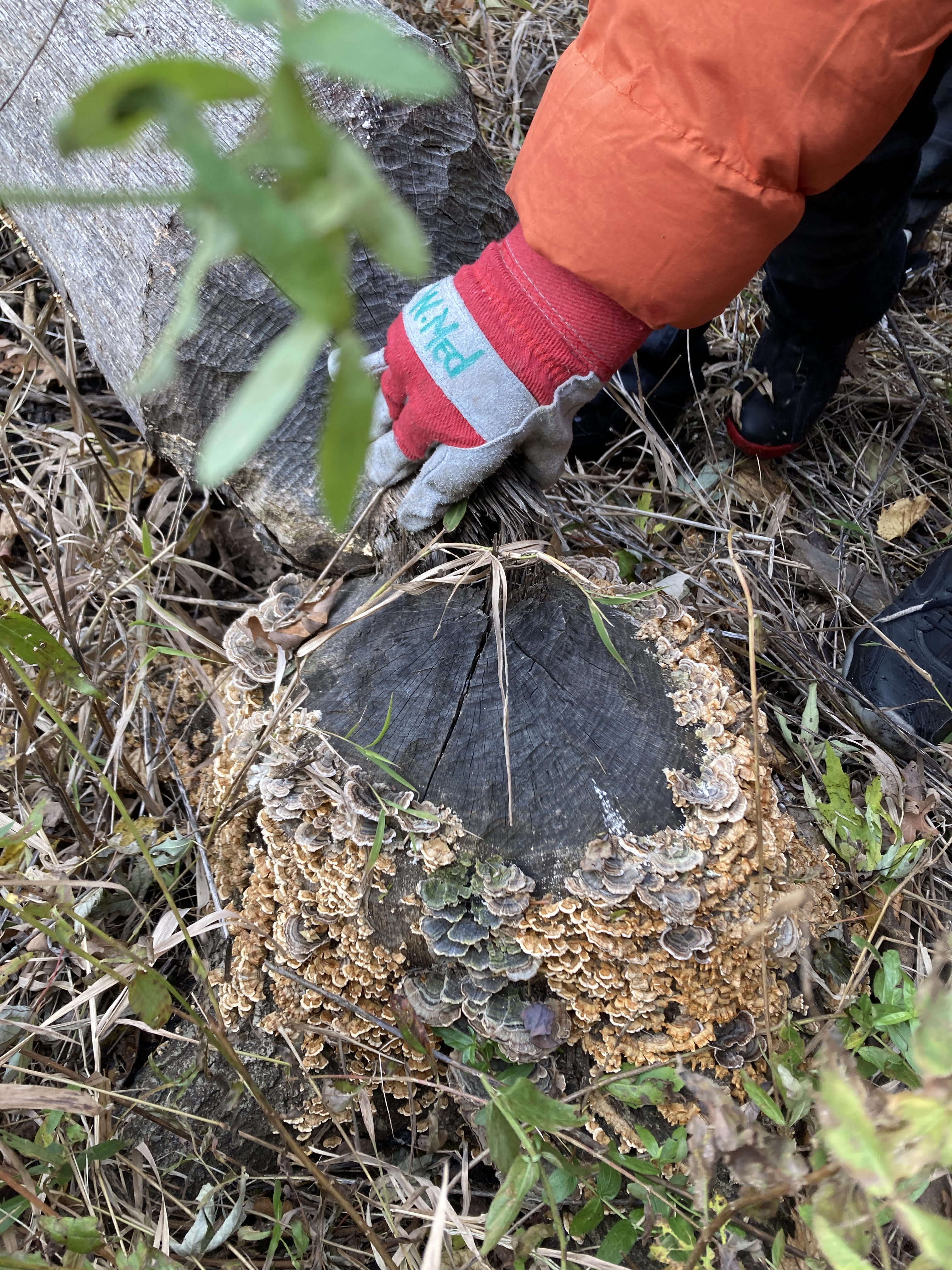 A Mighty Acorns student inspects a beaver chew covered in mushrooms.
