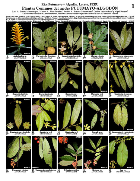 Field Guide Cover with 20 images of leaves, flowers, and fruits