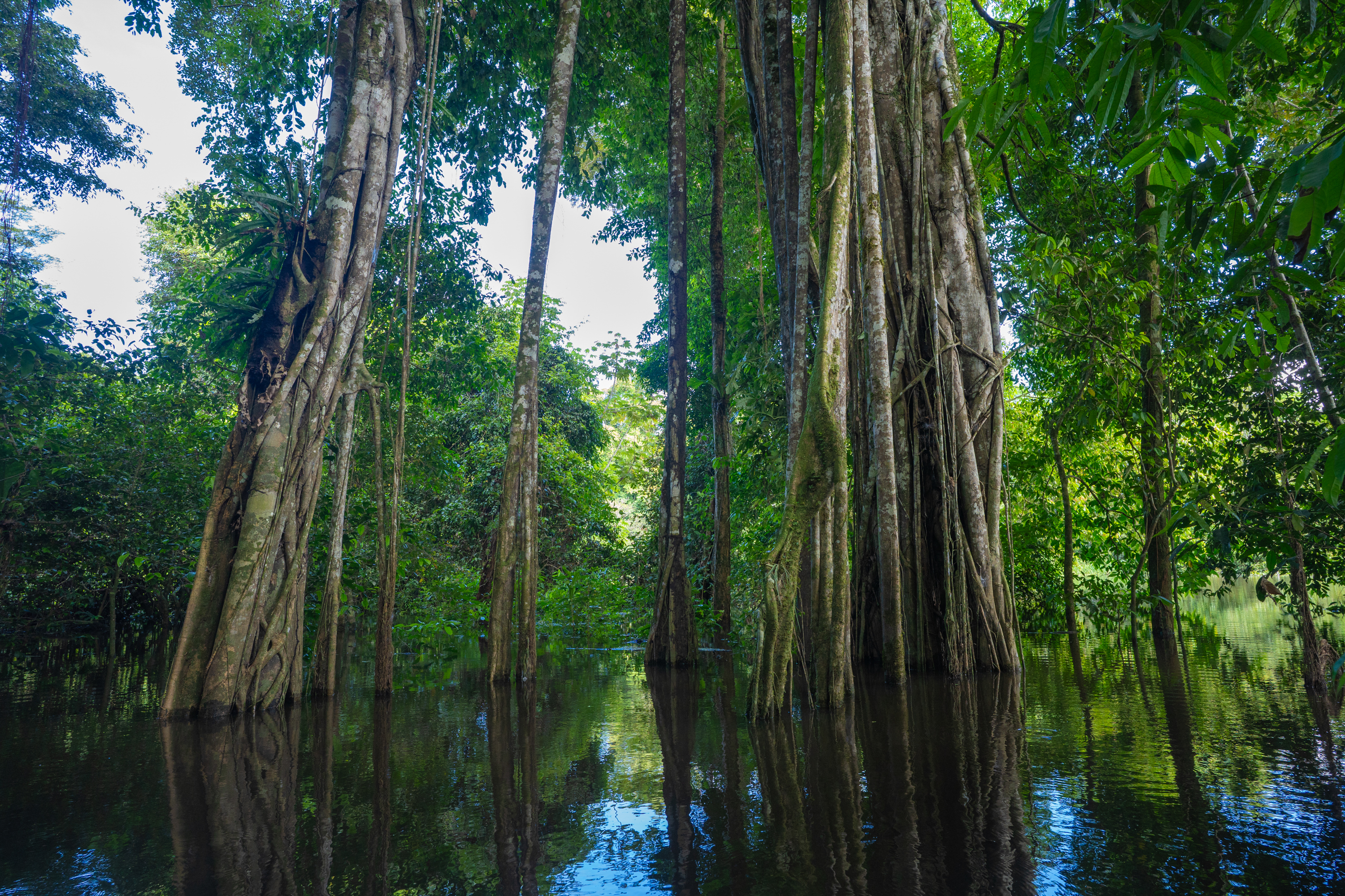 Area characterized by extensive riverine floodplains (várzea)