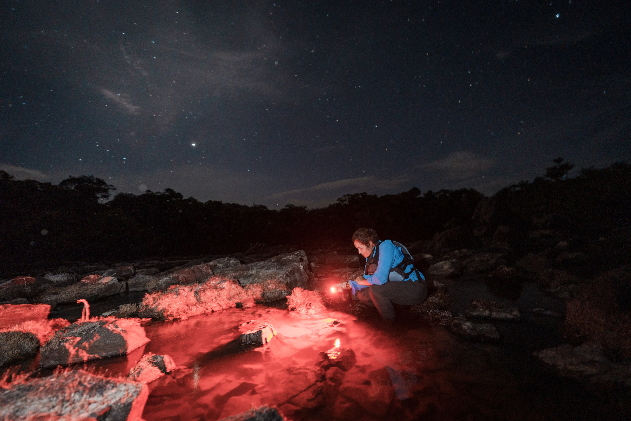 A scientist crouches and shines a flashlight into a pool in the middle of the night. Many stars are overhead, and the pool is lit with a red glow from the flashlight.