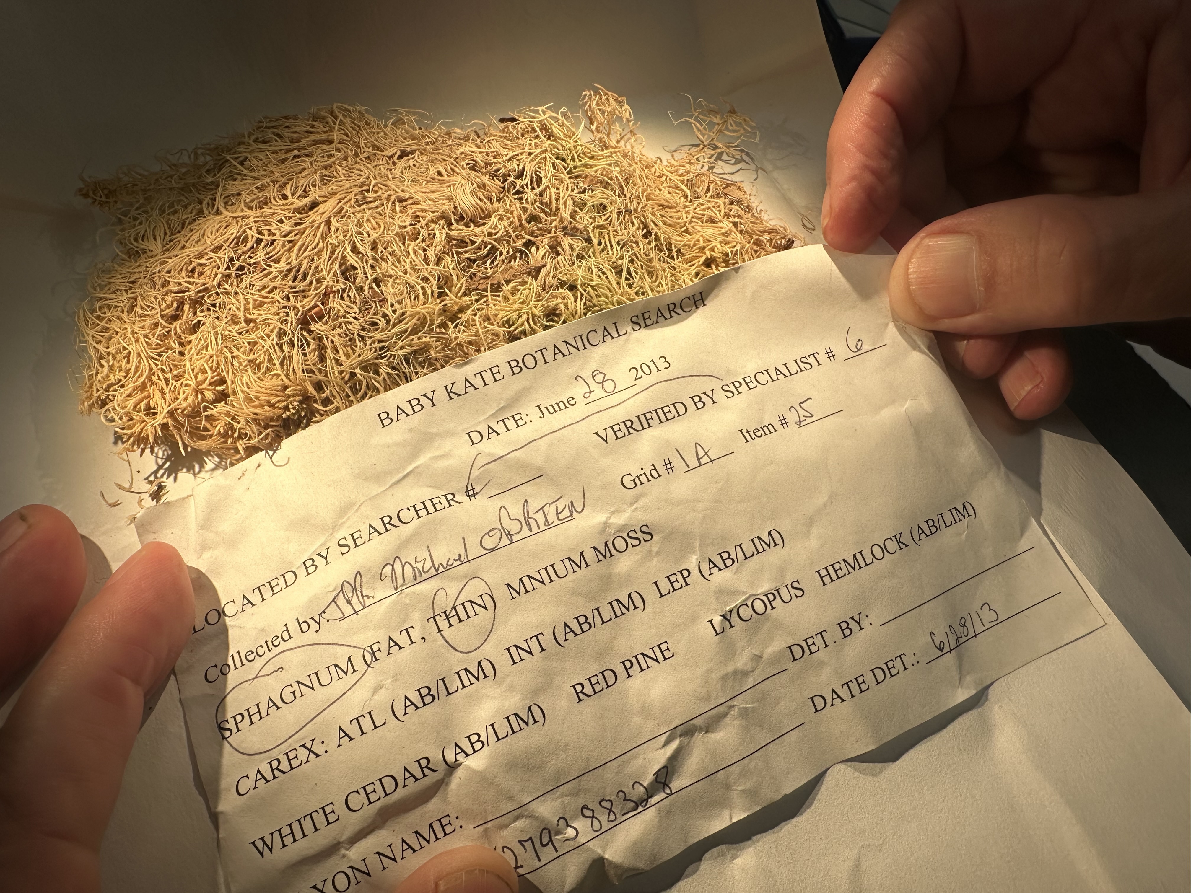 A sample of dried moss on a piece of white paper, as someone holds an identifying label.