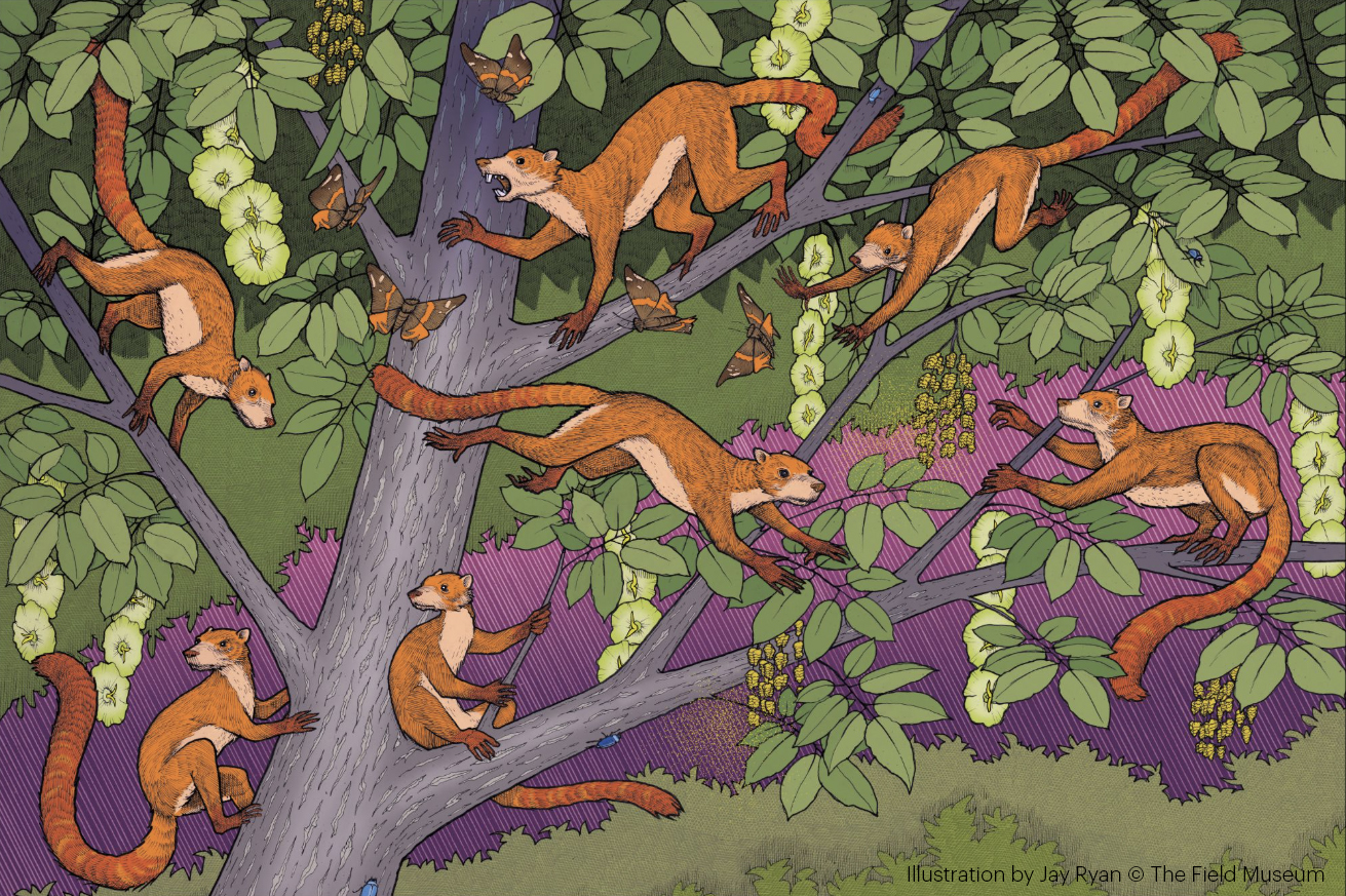 An illustration of several squirrel-like animals climbing in a tree with green leaves. The background colors of different shades of green and purple make it appear to be in a forest.