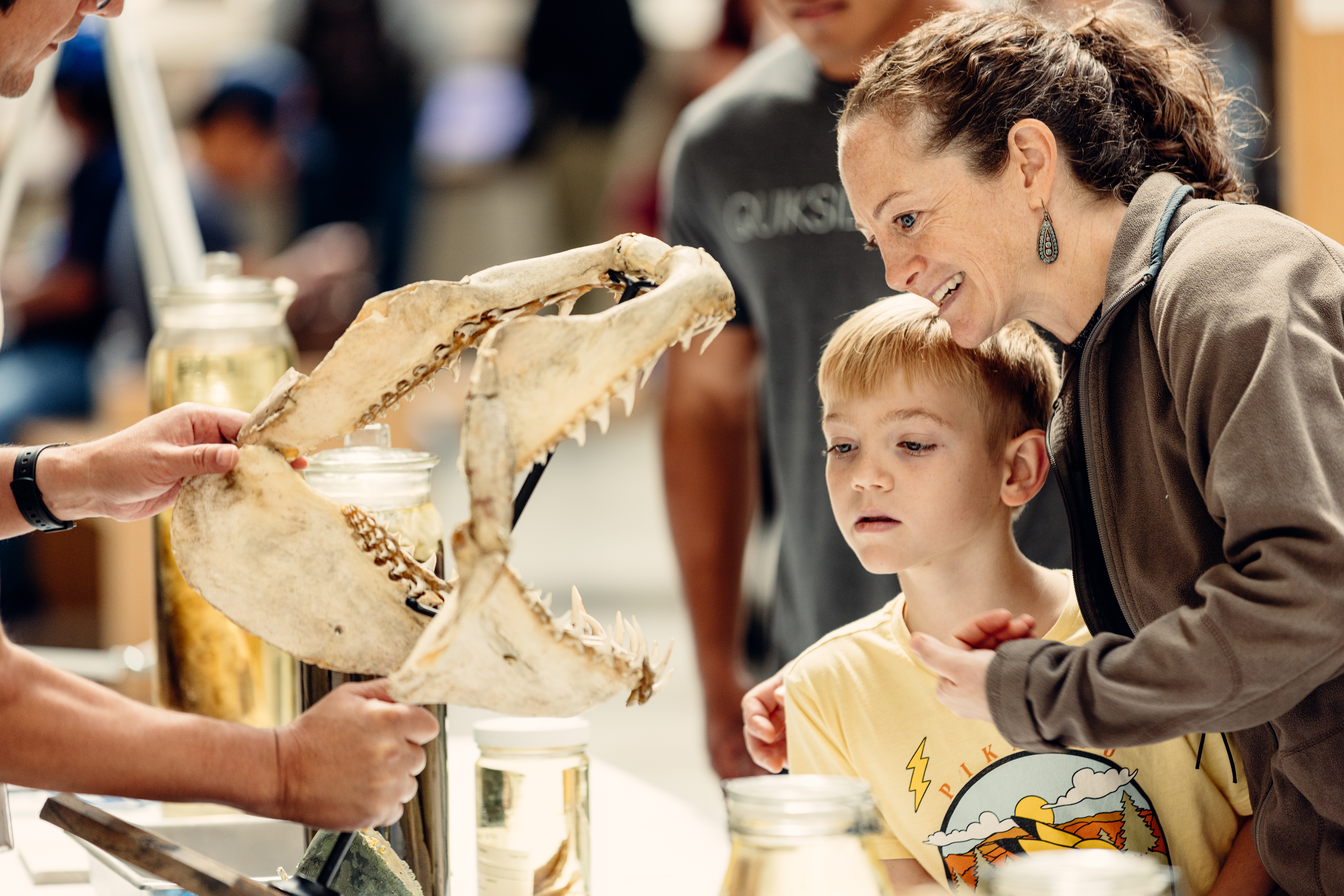 A child and adult observe a jawbone full of teeth held out by a staff member at a table in Stanley Field Hall.