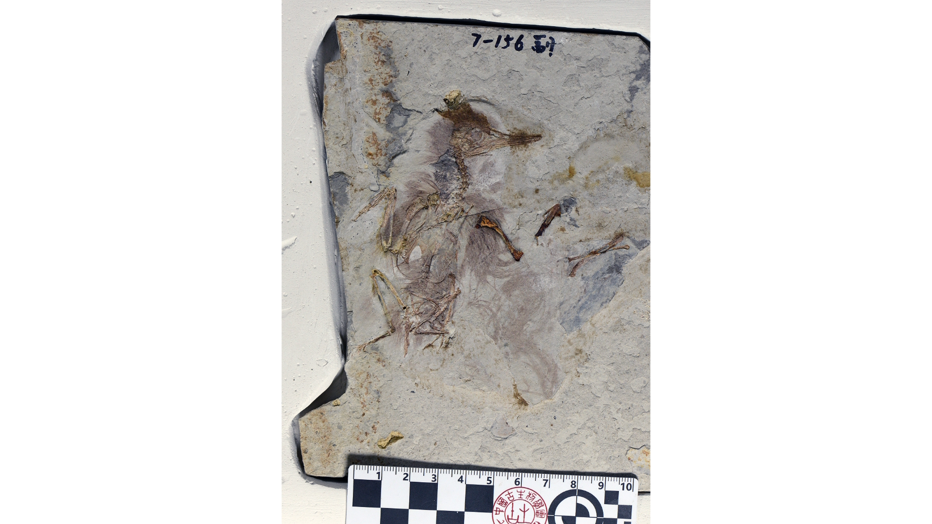 A tiny bird fossil in the surrounding rock.