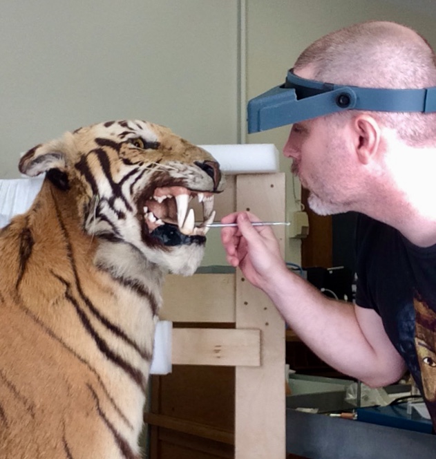 Conservation of Tiger