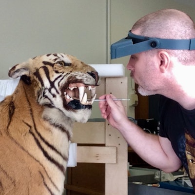 Conservation of Tiger
