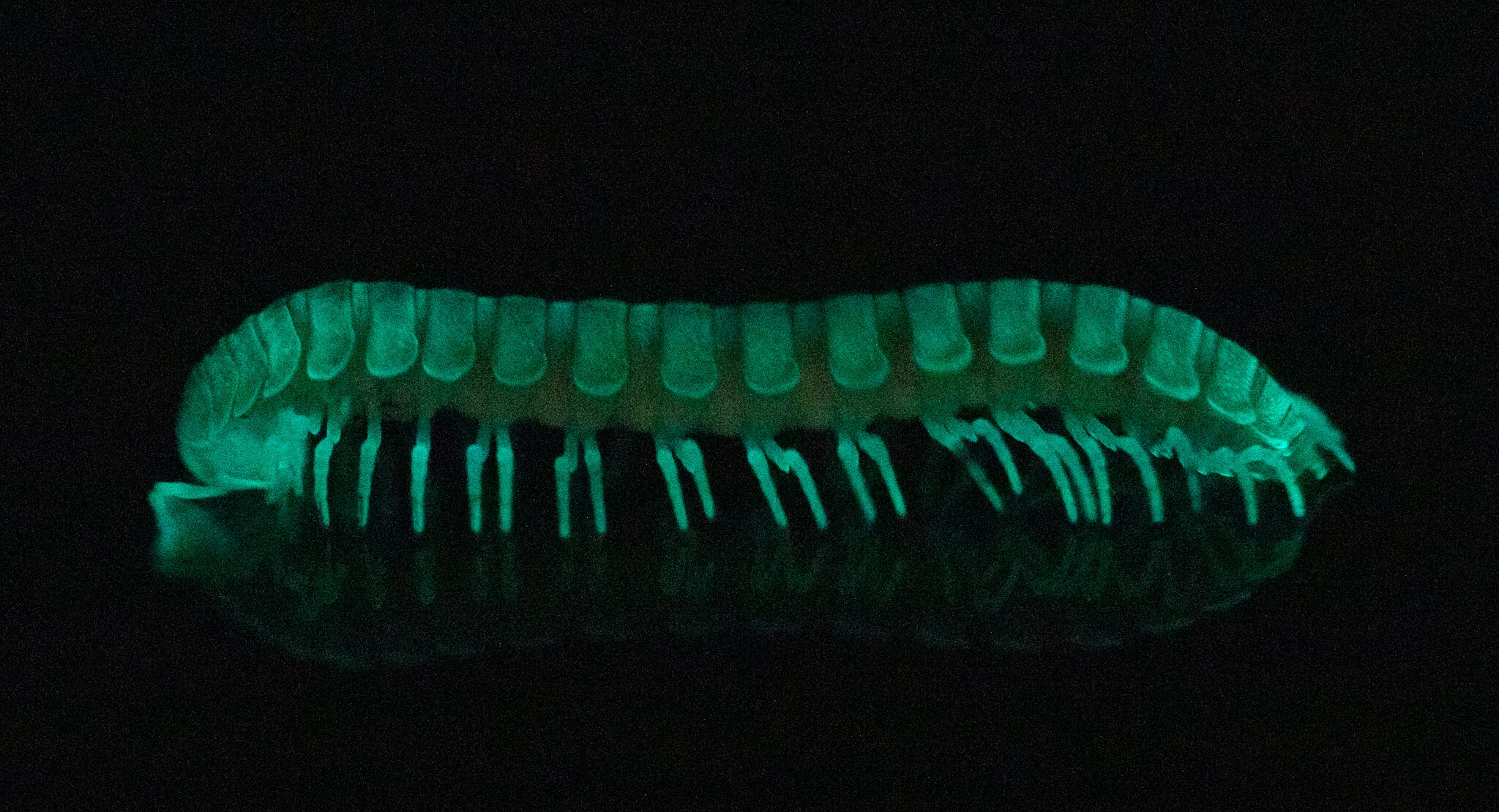 Photograph of the bioluminescent millipede Motyxia sequoiae (Loomis & Davenport, 1951)