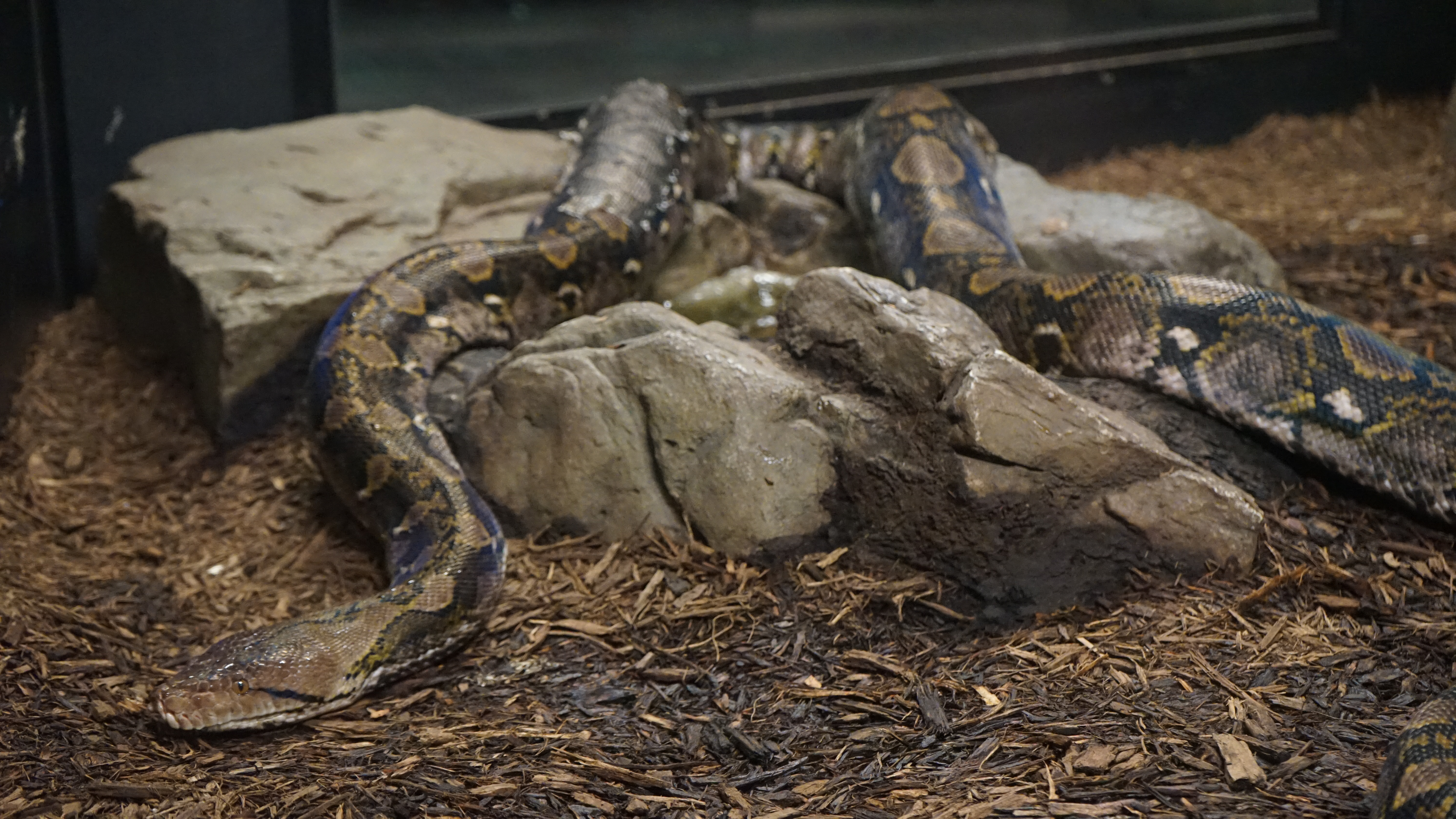 Meet (S)cute: Which Reptile Speaks Your Love Language? - Field Museum
