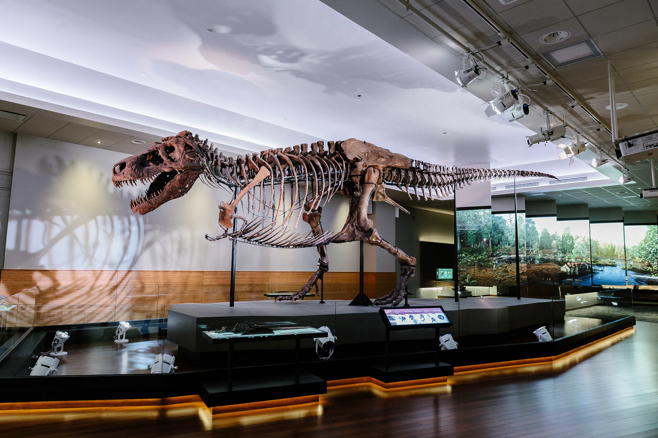 Summer Institute 2026 – Interpreting Prehistoric Worlds: Fossils, Art, and Inquiry
