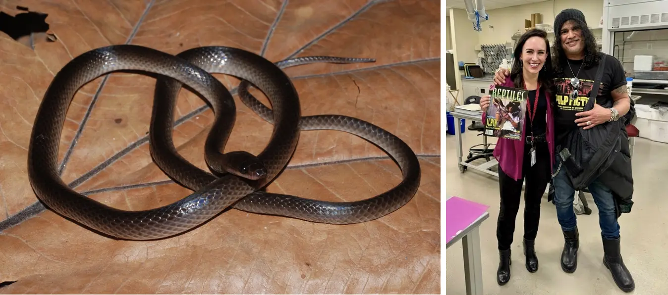 Welcome to the jungle: newly-discovered snake named after Slash from Guns N' Roses - Field Museum