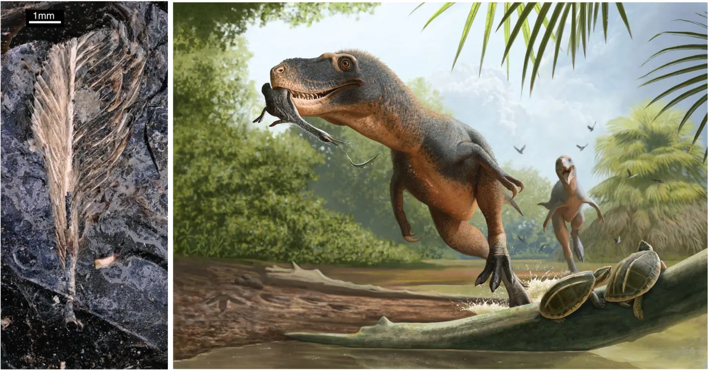 Feather preserved in dinosaur droppings may explain why some birds survived the asteroid impact