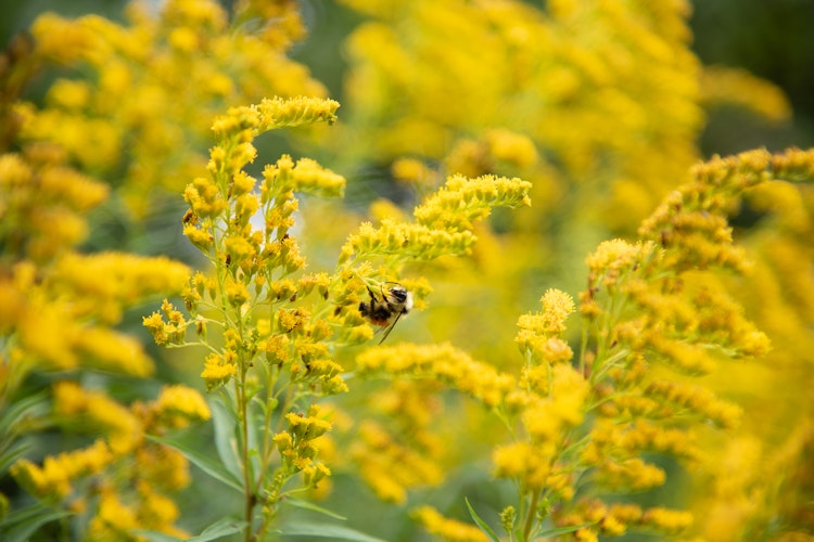 A bee at work in a field of golden rods