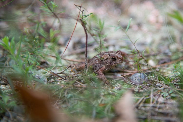 a frog hiding among the sticks