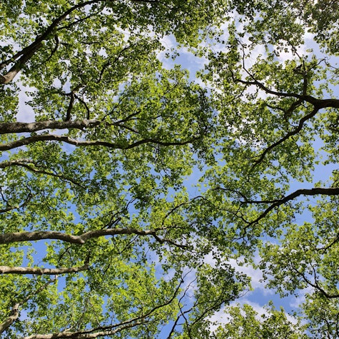 a canopy of bright green trees against blue skies
