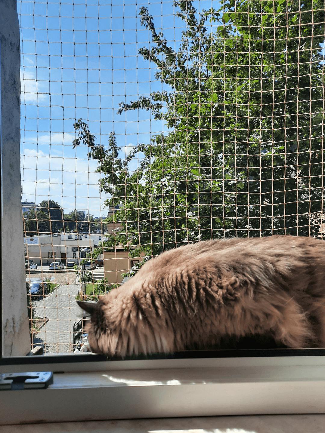 Siatka ochronna na balkon dla kota