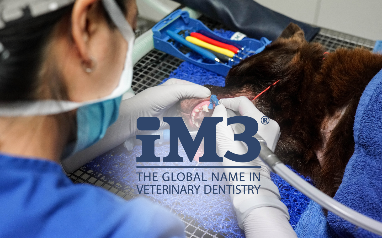 iM3 The Global Name in Veterinary Dentistry