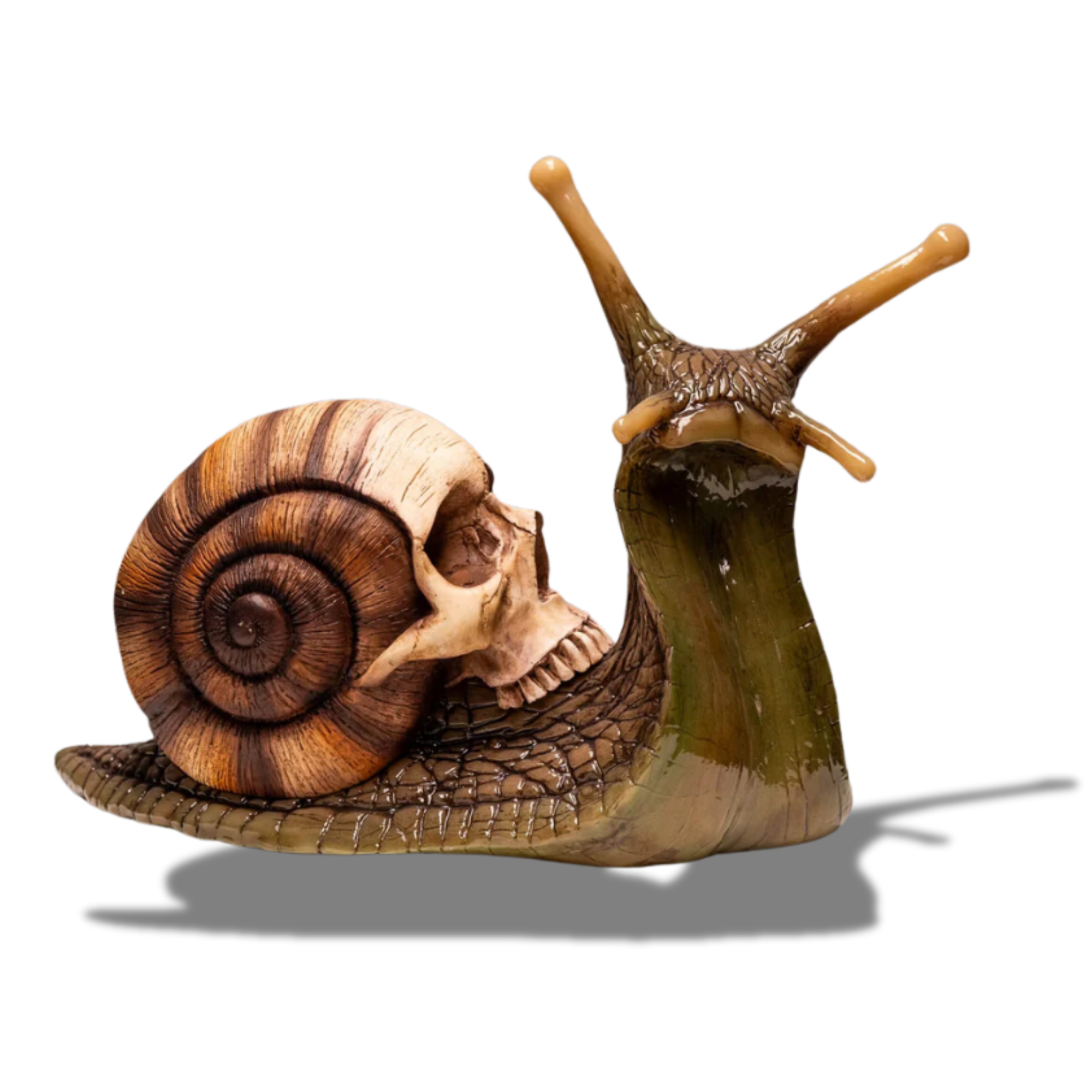 Snail Skull