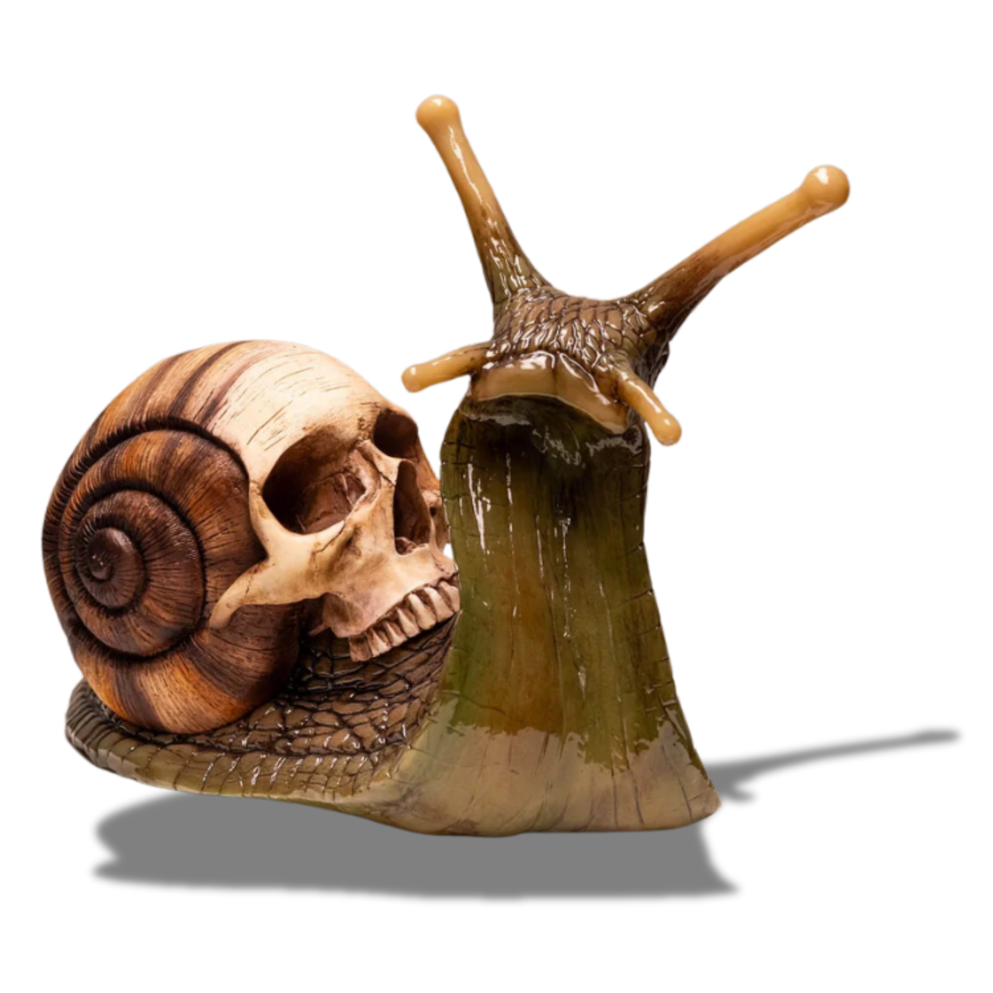 Snail Skull