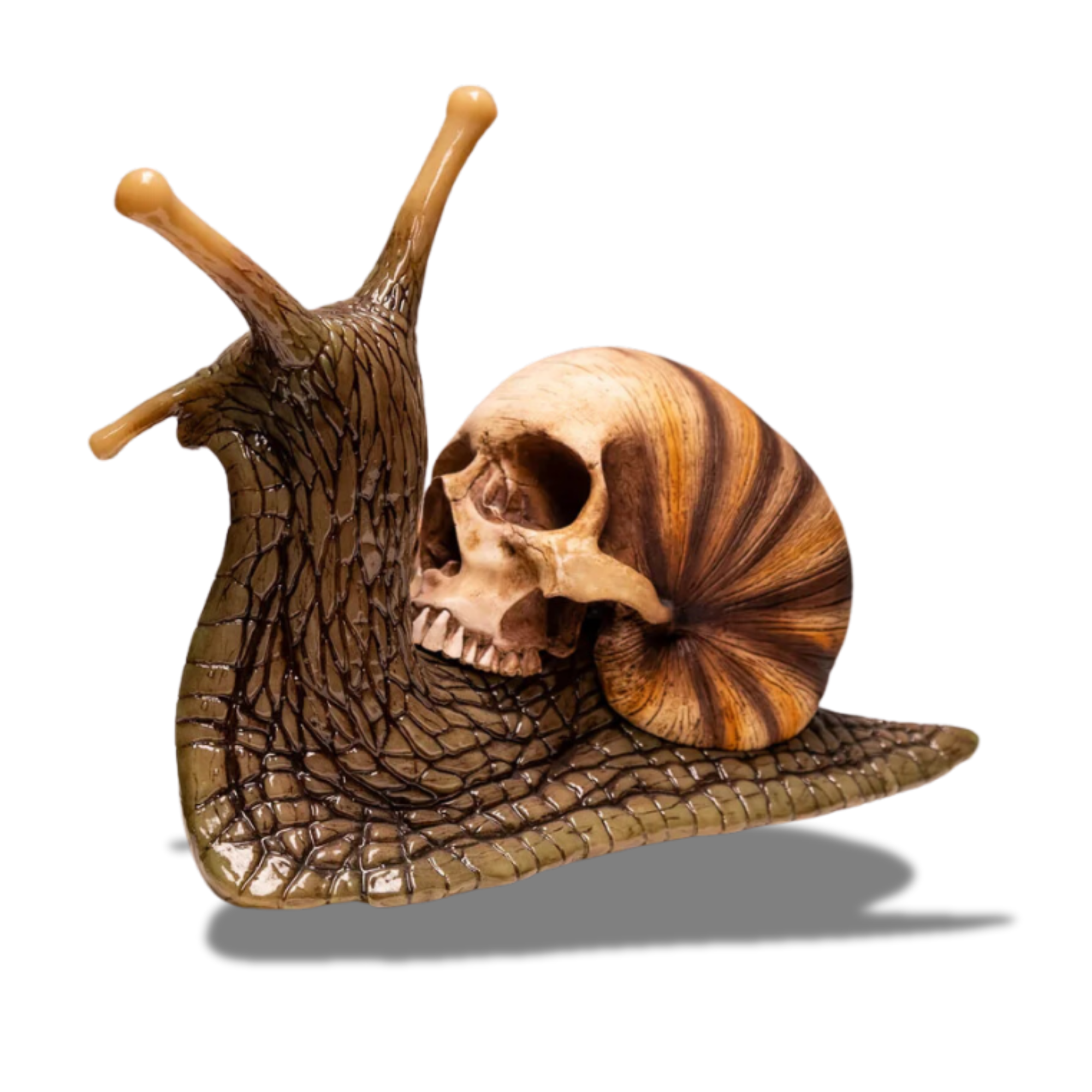 Snail Skull