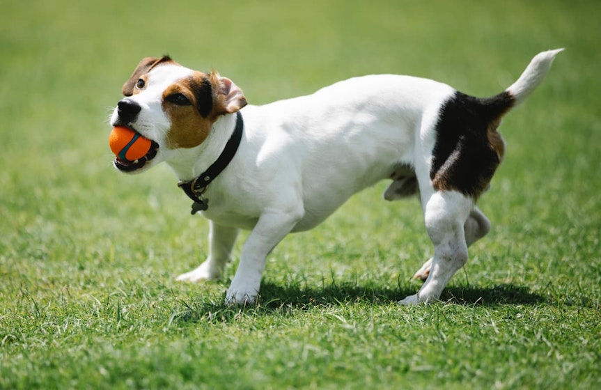 Ouvrir une pension canine
