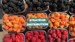 Stratégie de distribution