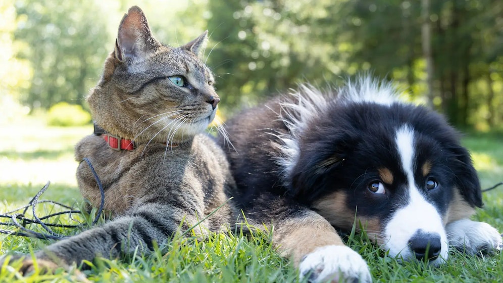 Étude de marché des animaux de compagnie
