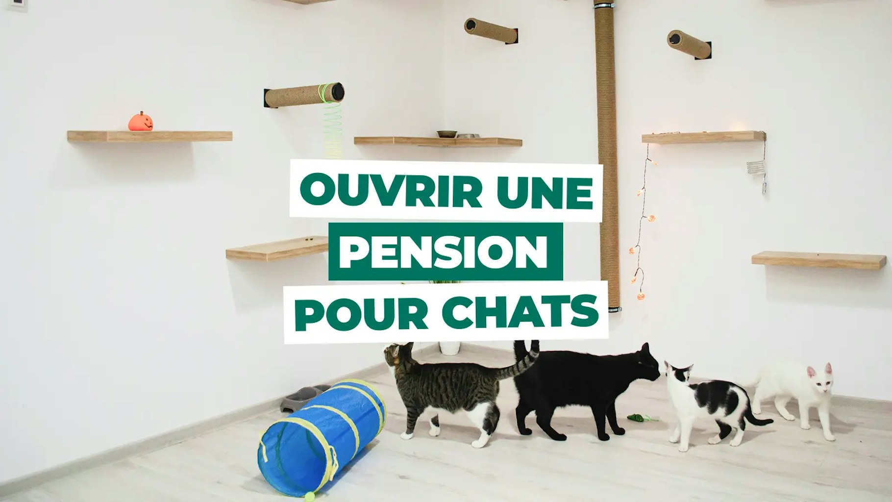 Ouvrir une pension pour chats