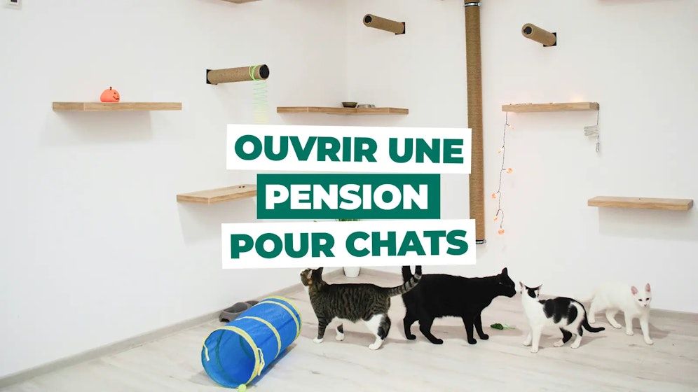 Ouvrir une pension pour chats