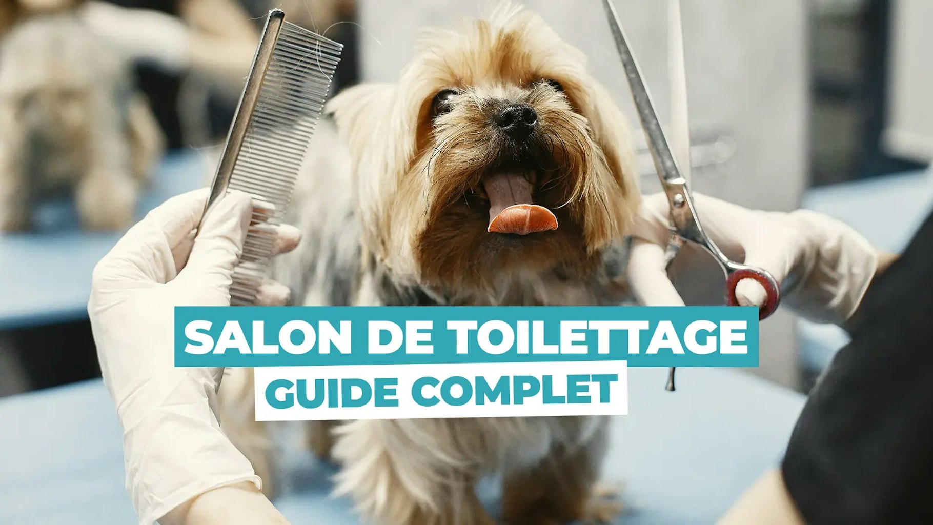 Ouvrir un salon de toilettage Ouvrir un salon de toilettage
