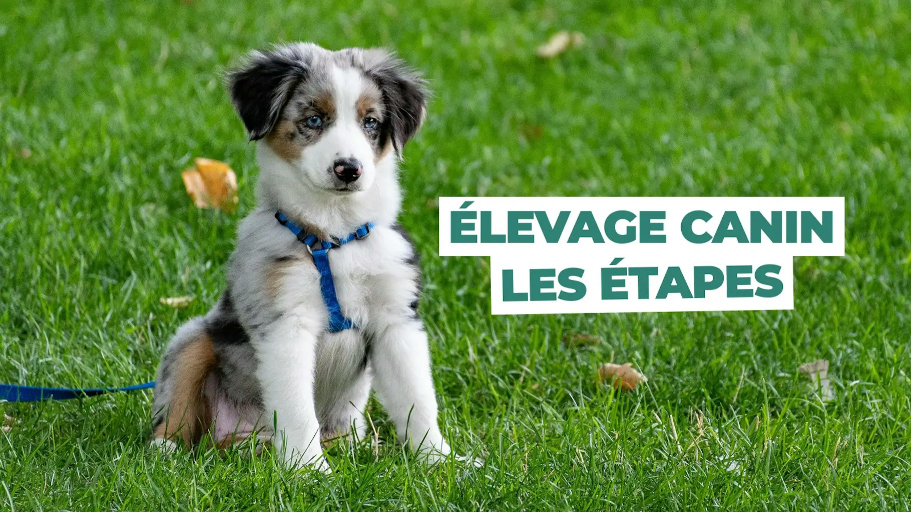 Devenir éleveur canin