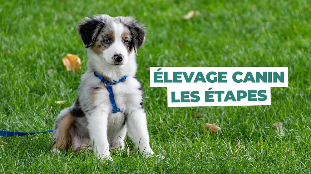 Devenir éleveur canin