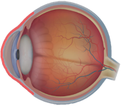 Lateral view of the eye