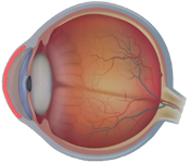 Lateral view of the eye highlighting kerastitus==is.