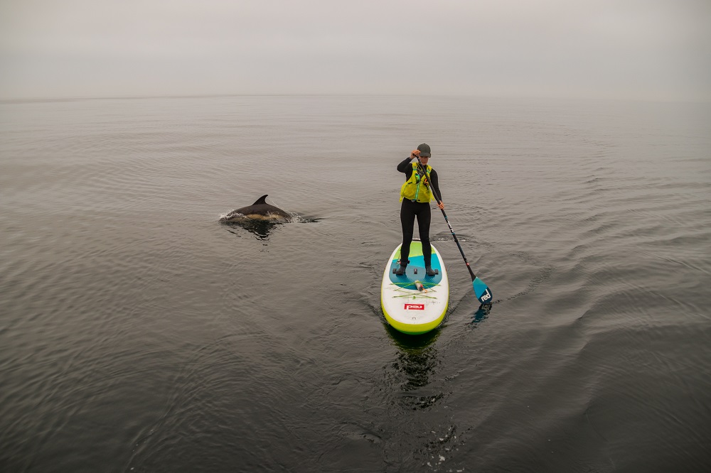 "I never expected to have dolphins come and play around me while on my board - and for almost an hour, it was an incredible experience." Photos: Liam Morrell