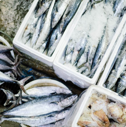 Photo de pêche