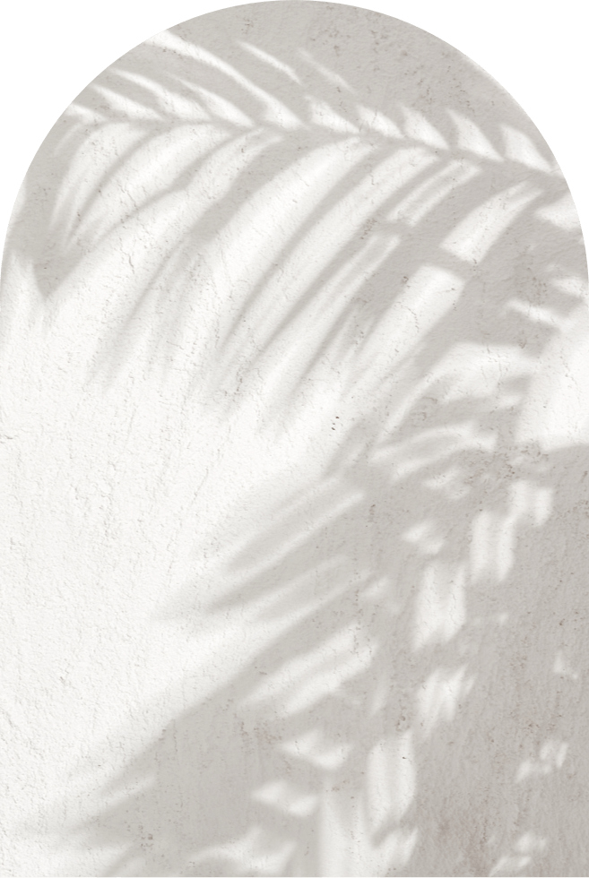 Shadow Of Palm Tree Against White Wall
