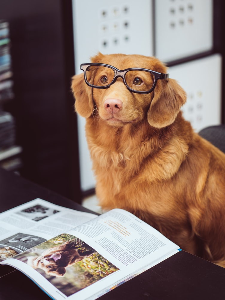 Dog reading a magazine