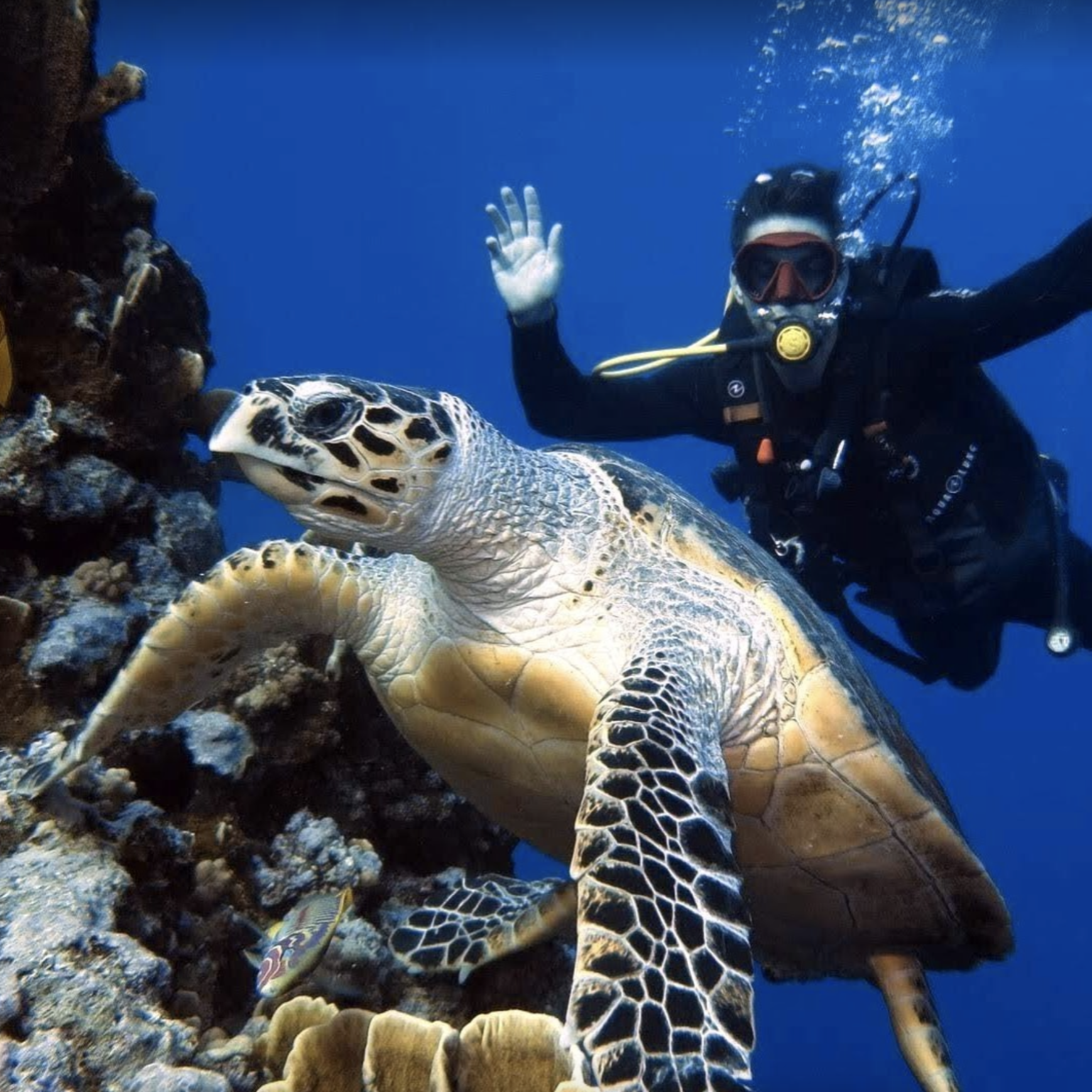 Jannik Luyten diving with a turtle