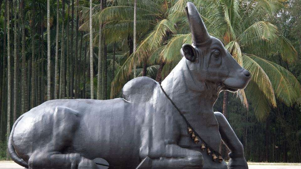 What Makes Nandi A Meditative Bull? What Makes Nandi A Meditative Bull?