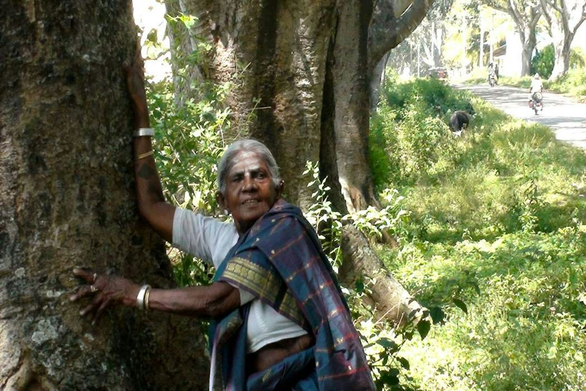 சாலு மரத திம்மக்கா