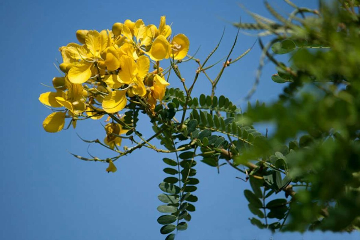 Avarampoo Benefits in Tamil: ஆவாரம்பூ மருத்துவப் பயன்கள்