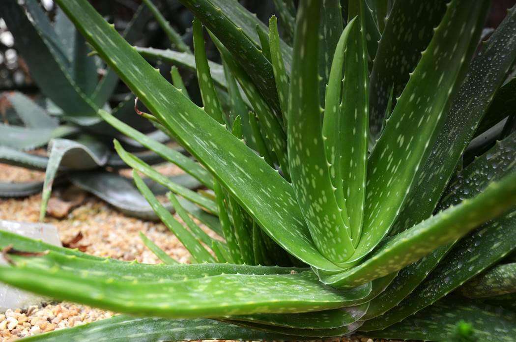 Aloe vera juice deals benefits in tamil
