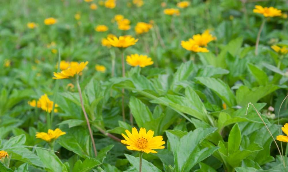 கரிசலாங்கண்ணி கீரை (Karisalankanni Keerai) வழங்கும் கணக்கற்ற நன்மைகள்