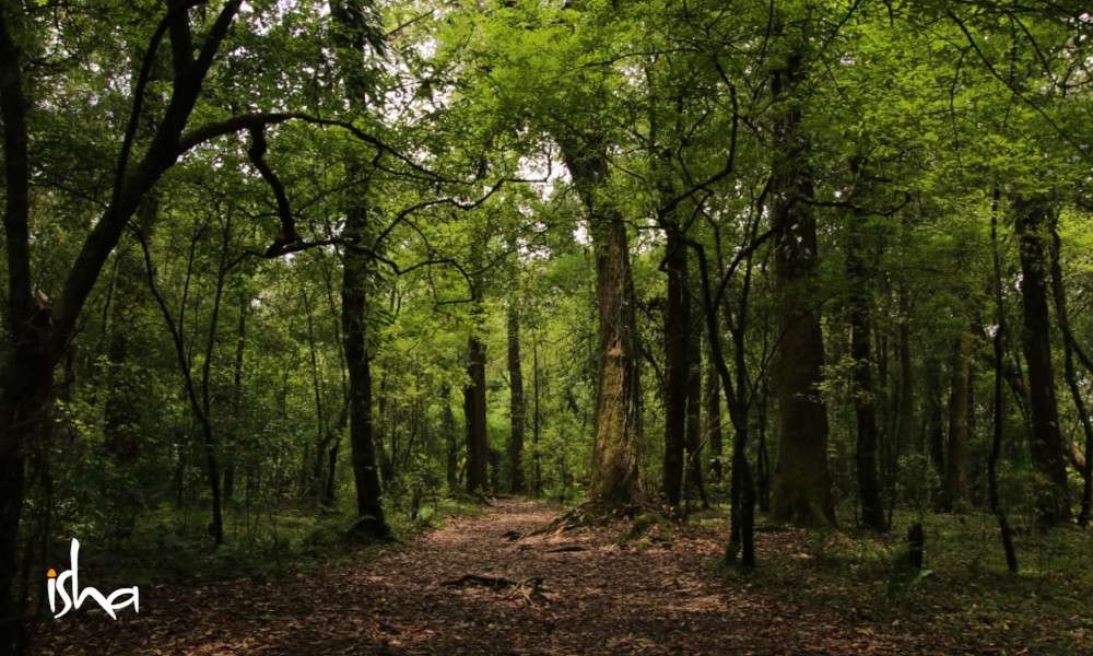 Sacred Groves of India