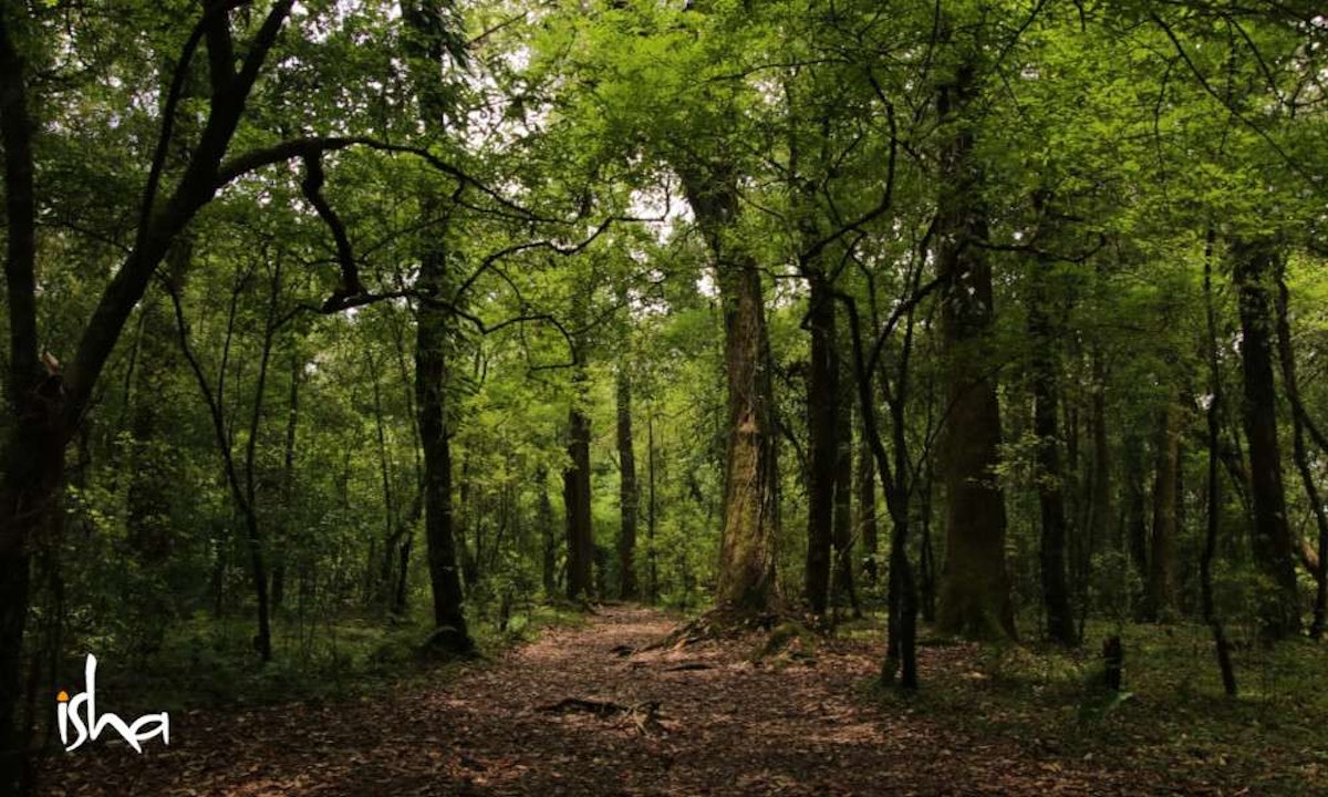 Sacred Groves of India
