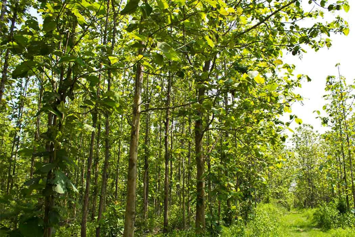 தேக்கு மரம் வளர்க்க ஆசையா...?!