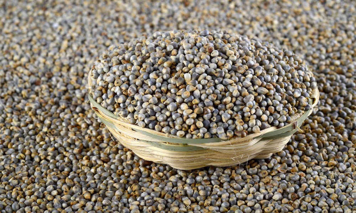 கம்பு பயன்கள் Kambu Benefits in Tamil