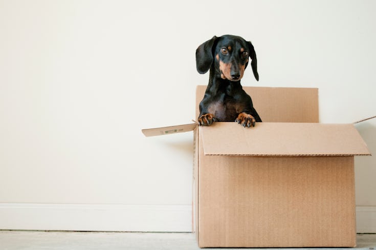 Dog in an office move box | Runway East