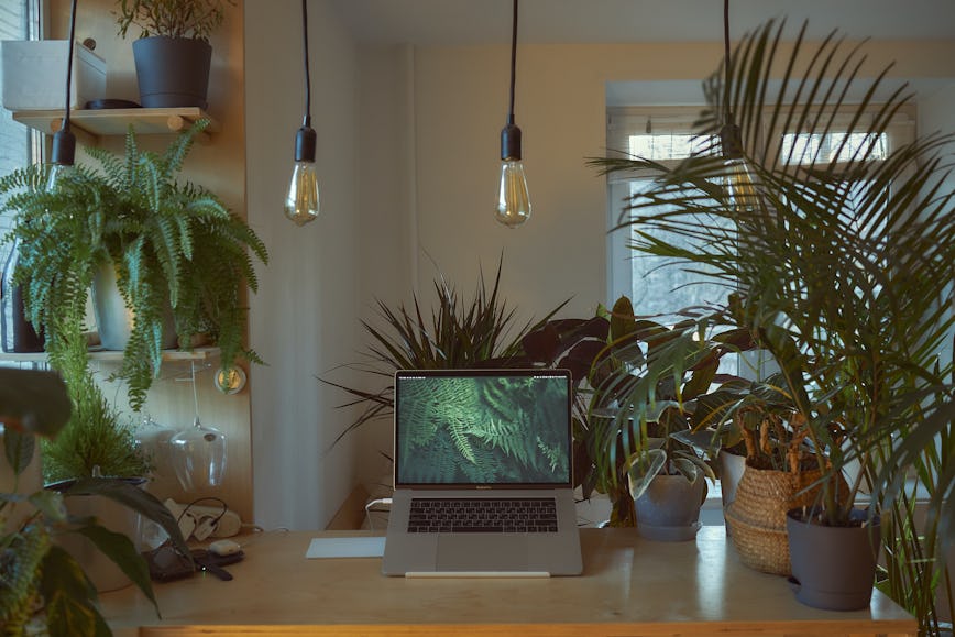 Laptop with Plants | Runway East