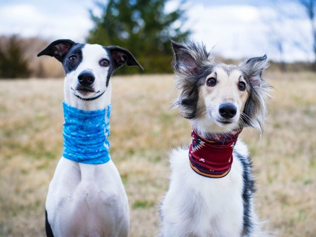 https://www.datocms-assets.com/46385/1650460936-dog-friends-1.jpg?auto=format&fit=max&q=50&w=636